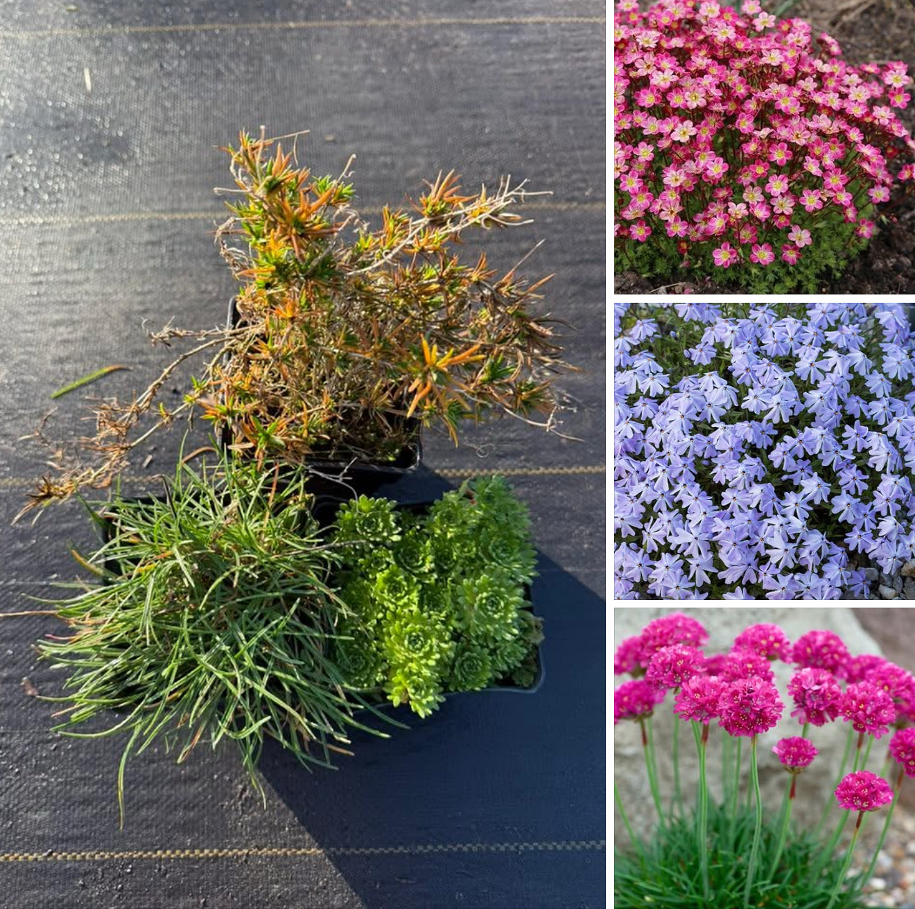 Набір квітучих не вибагливих  Камнеломка , армерія і флокс шиловидний