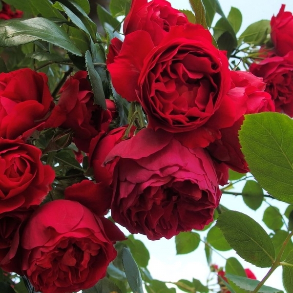 Флорентина — Florentina