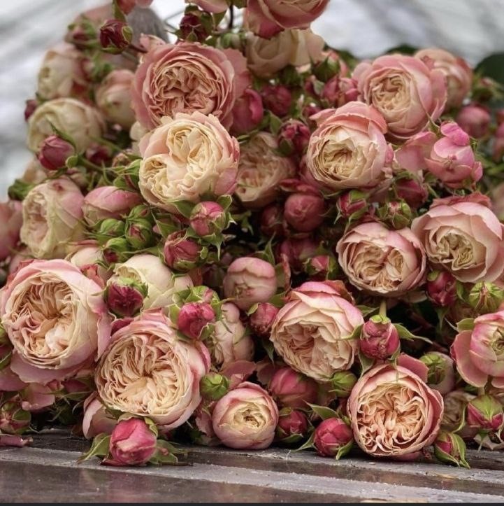 Вікторіан Класік (Victorian Classic)