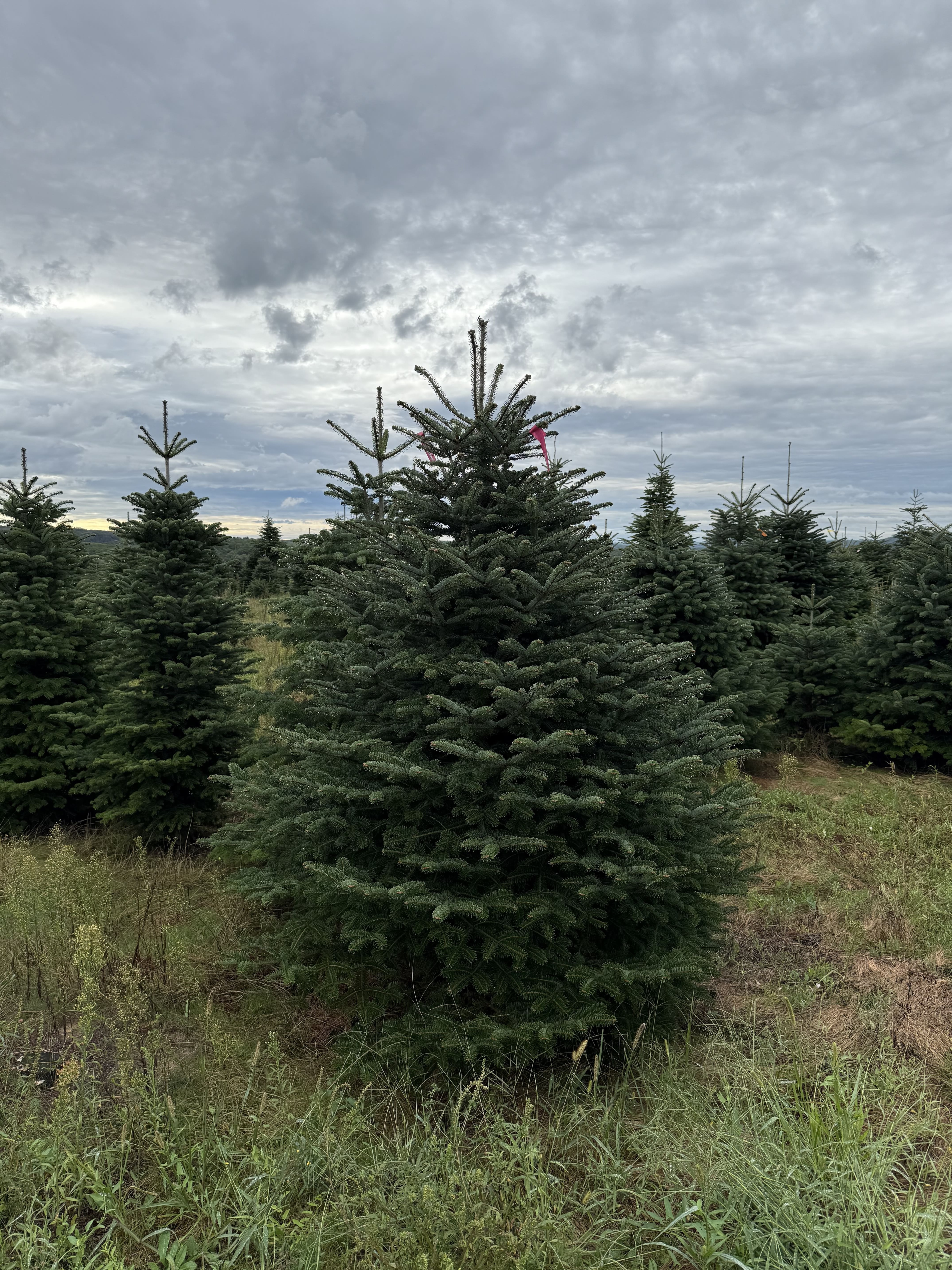 Ялиця Нордман 2.25-2.5 м