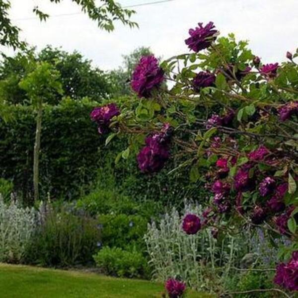 Нюіт де Янг (мохові) Nuits de Young