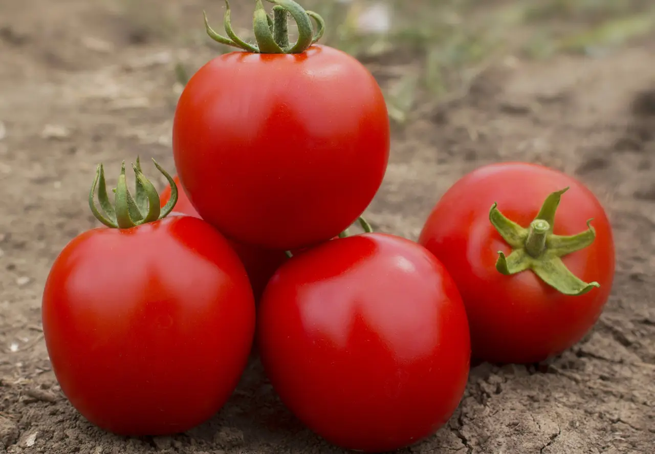 Асвон F1, томат, 50 шт (ЛАН)