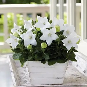Платикодон grandiflorus Astra F1 White — в горщику р.10.