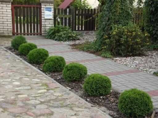 Туя західна 'Danica' Р9 10-20см