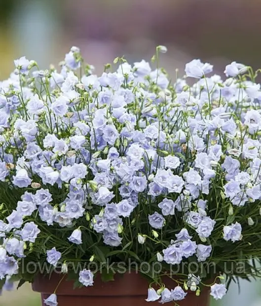 Кампанула Elizabeth Oliver (в горщиках)