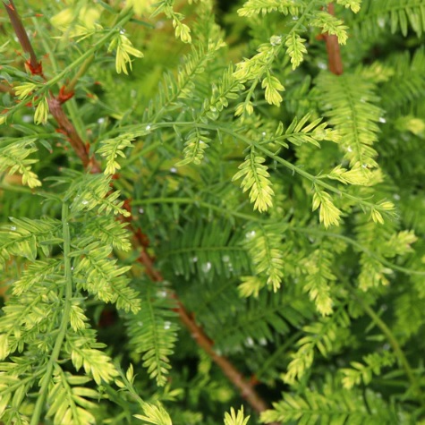 Метасеквойя