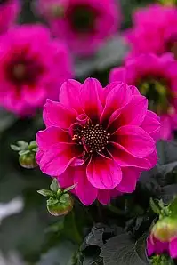 Жоржина Labella Medio Fun Pink with Eye (касетна розсада)