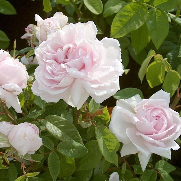 Каптейн Крісті (витка) Captain Chrystie