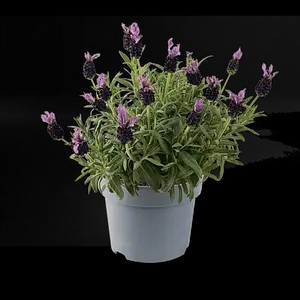 Лаванда Fantasia Early Purple - в горщику р.10