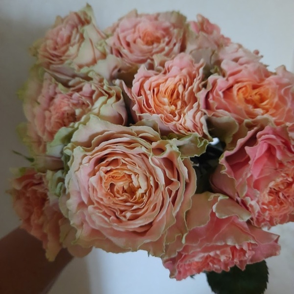 Кантрі Спіріт Луїз — Country Spirit Louise