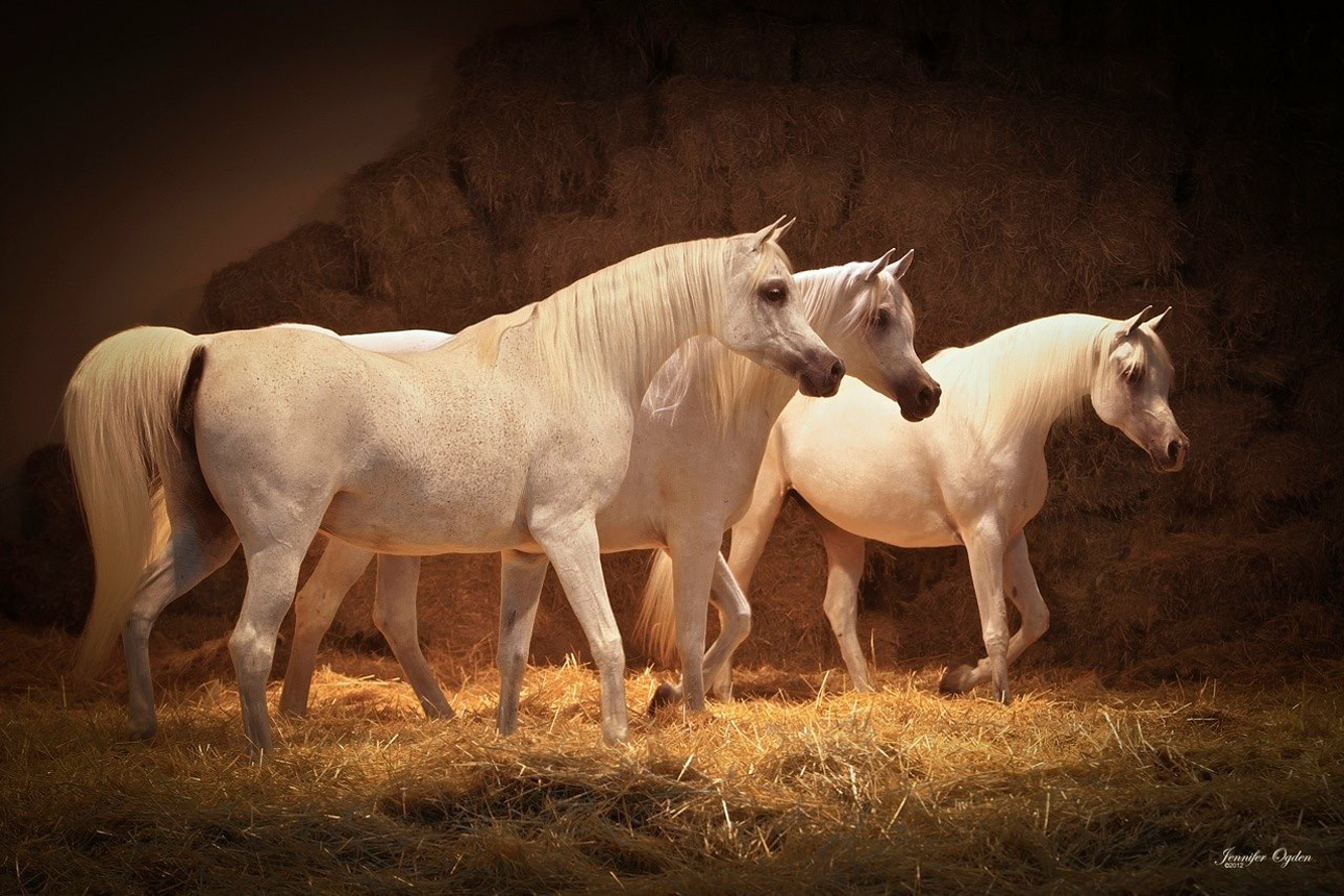Arab Mares in Straw