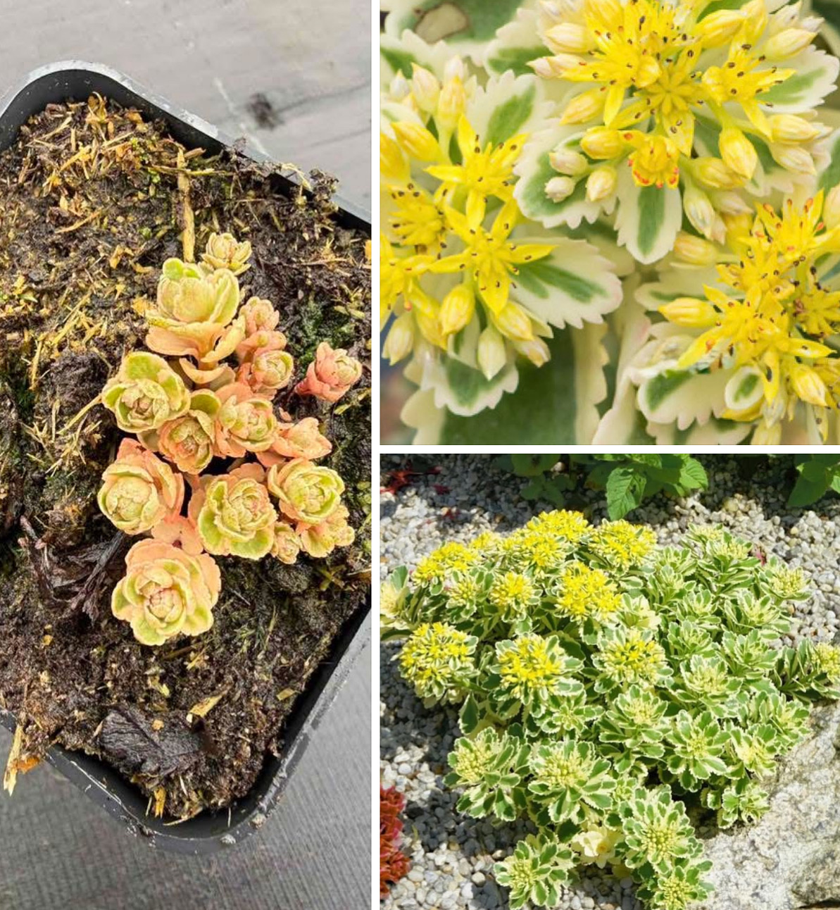 Очиток атлантіс р9