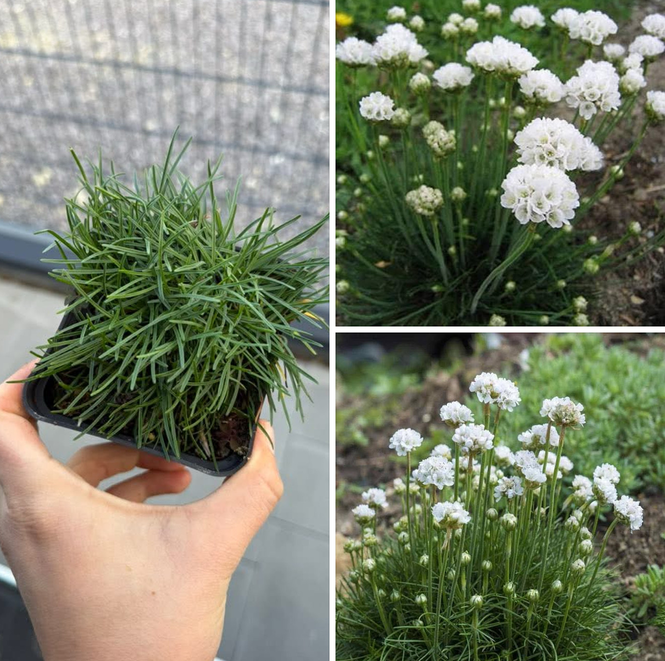 Армерія біла