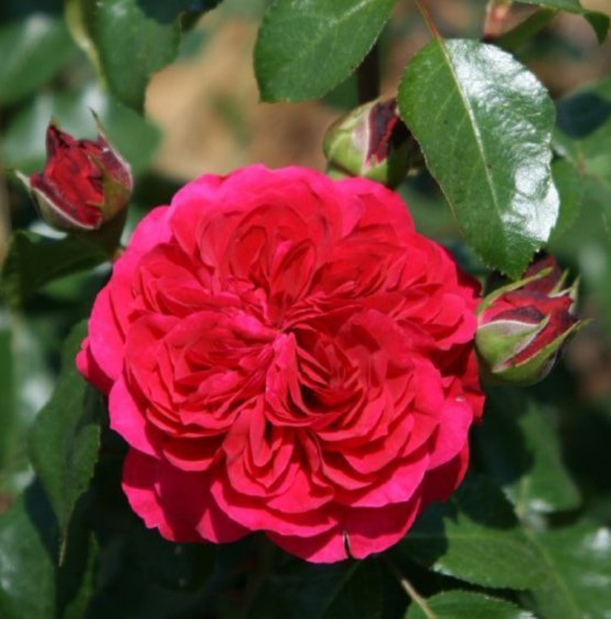 Ред Леонардо да Вінчі (Red Leonardo de Vinci)