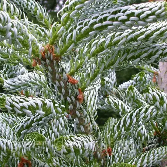 Ялиця корейська "Сільберлок" Abies koreana silberlocke h50-60