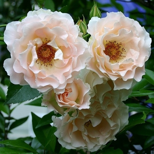 Рококо — Rokoko