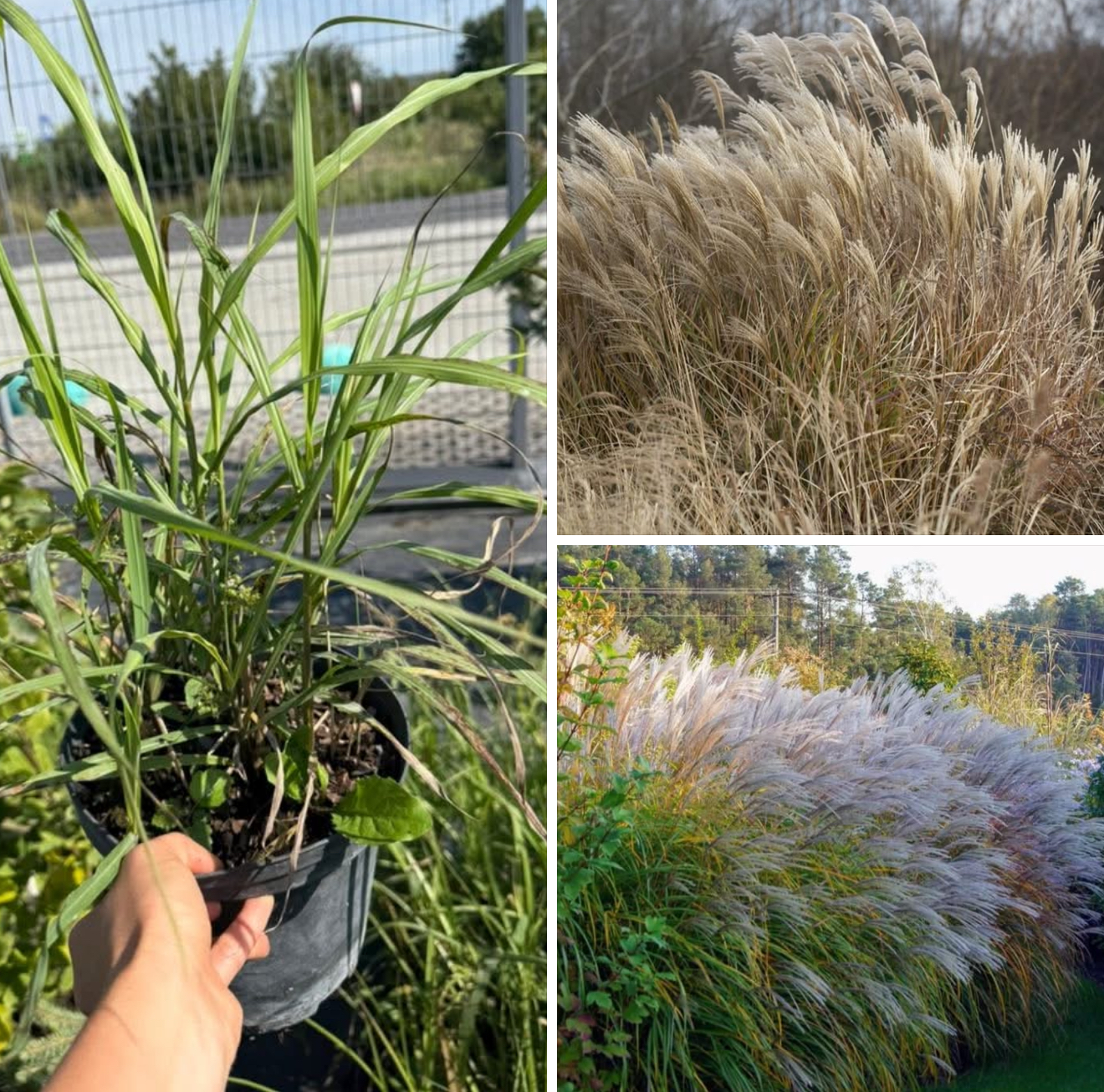 Міскантус Герман