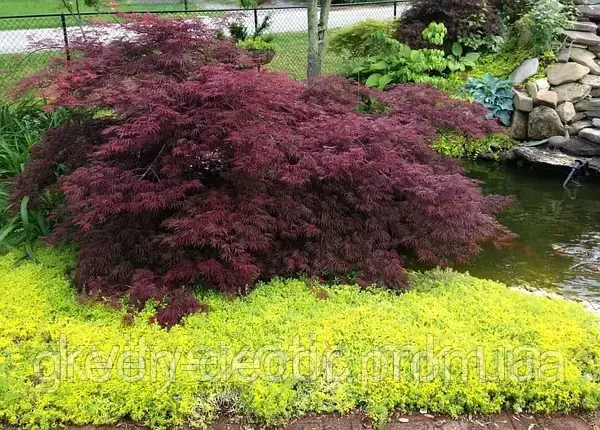 Клен пальмолистий 'Інаба-шидаре' (Acer palmatum 'Inaba-shidare') 45-75/40-60 С5