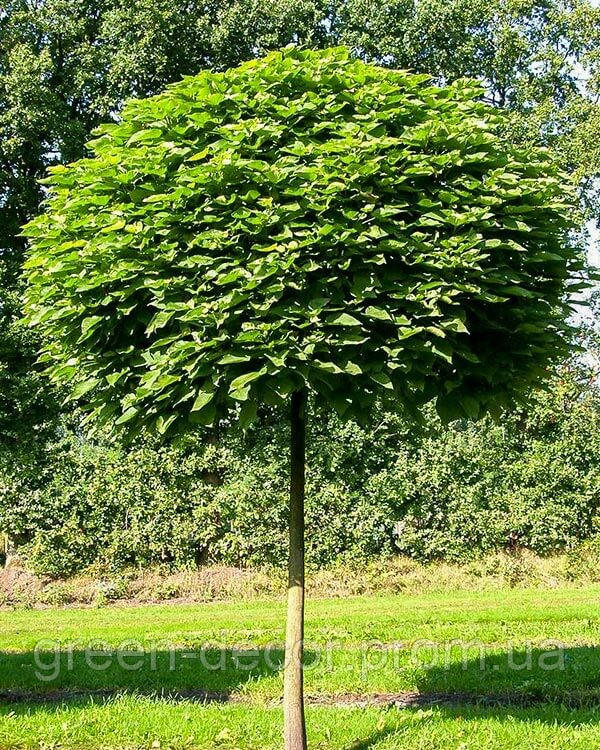 Катальпа бігнонієвидна Нана Катальпа бигнониевидная Нана Catalpa bignonioides Nana h 180-240