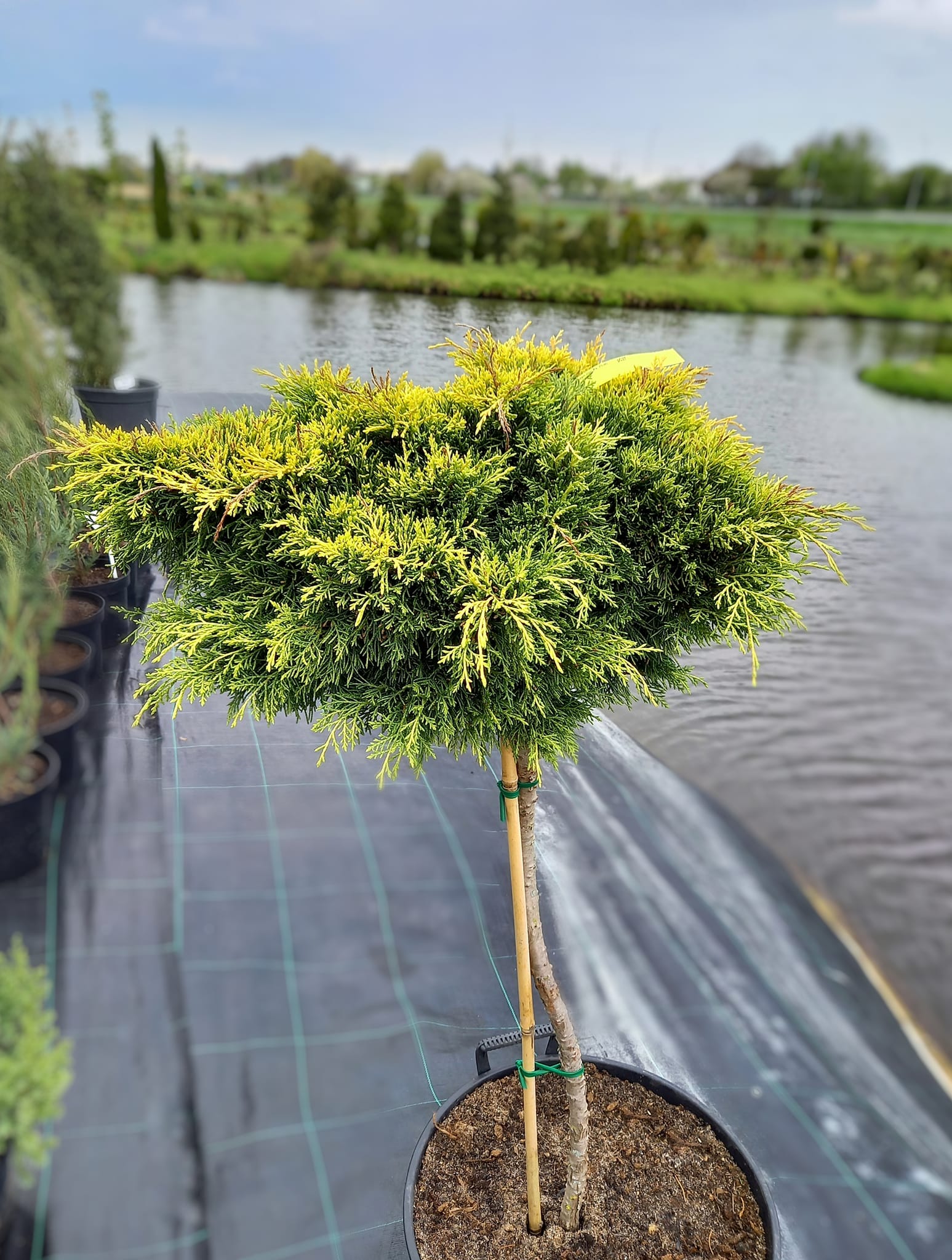 Ялівець Golden Joy (Ра)