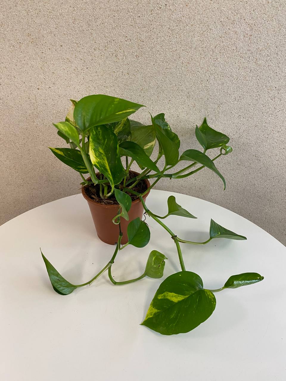 Scindapsus