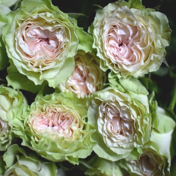 Грін Пінк (спрей) — Green Pink (спрей)