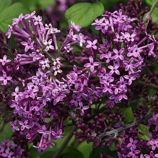 Бузок Мейєра Flowerfesta Purple