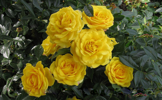 Троянда бордюрна Золоті Ворота