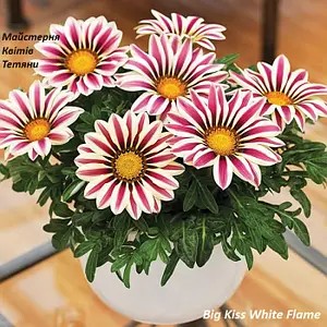 Газанія Big Kiss White Flame (касетна розсада).