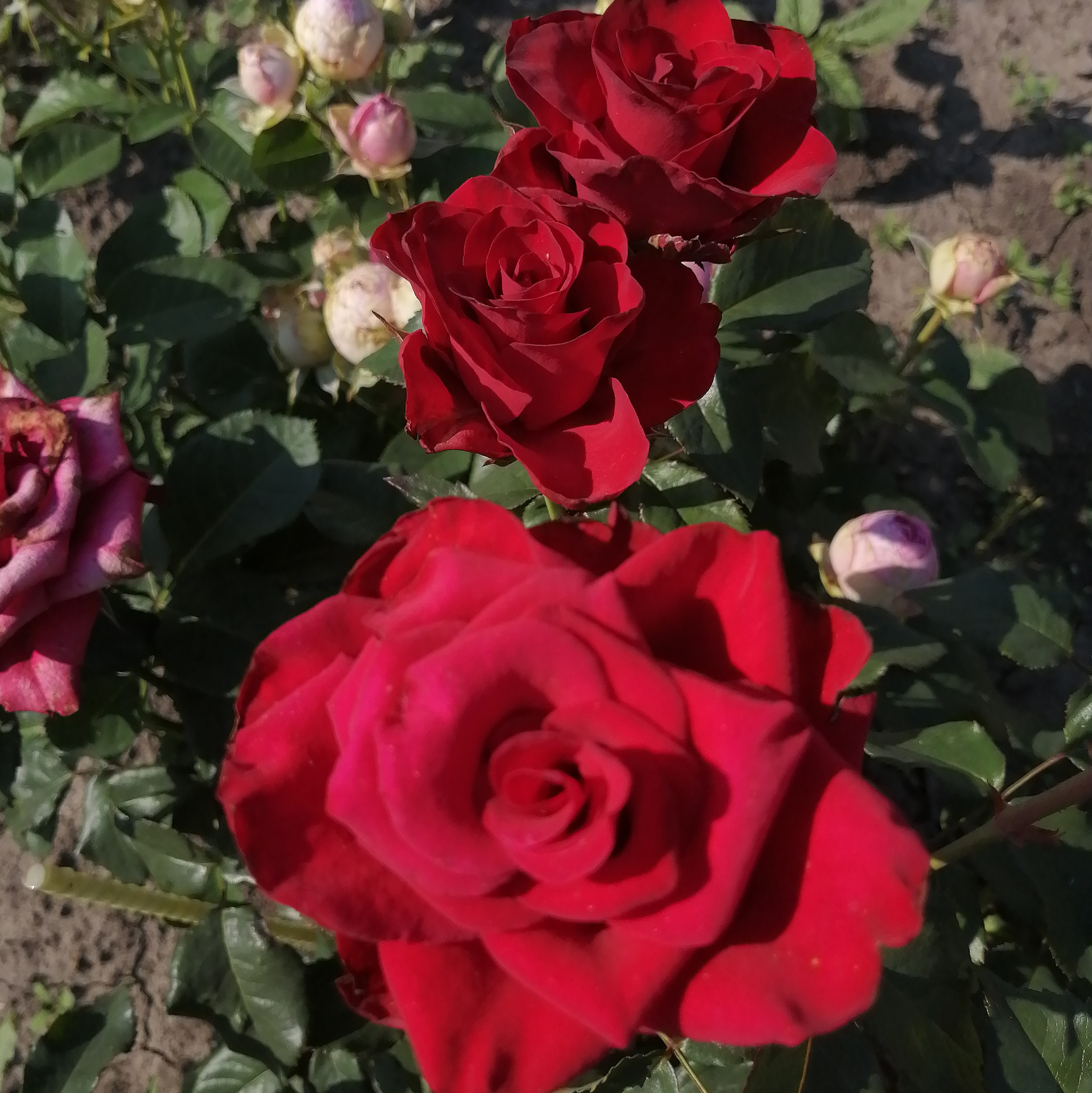 ІНФАРЕД( Infared) - сучасна зрізочна новинка