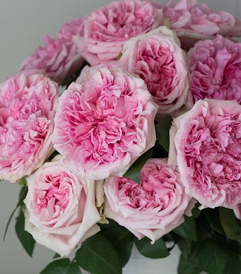 🌹 Троянда англійська "Miranda"