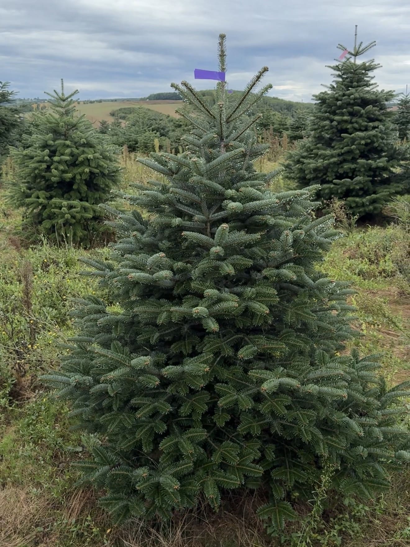 Ялиця Нордман 1.25-1.5 м