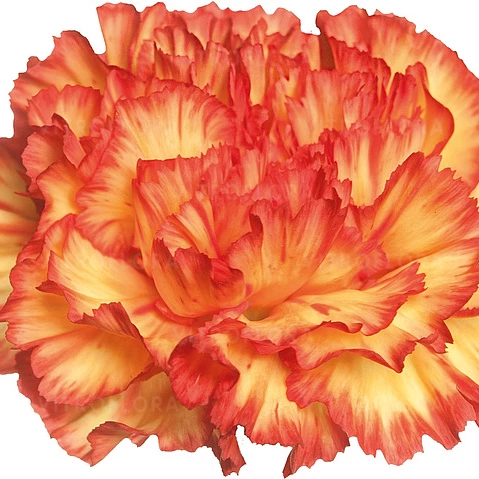 Гвоздика зрізна caryophyllus Zenit