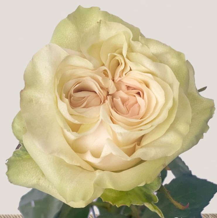 Кантрі Сікрет (Country Secret)