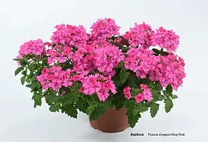Вербена (касетна розсада) Vanessa Compact Deep Pink.