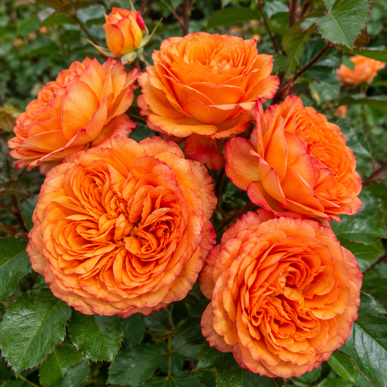 а)Хеліана Оранж (Heliana Orange)