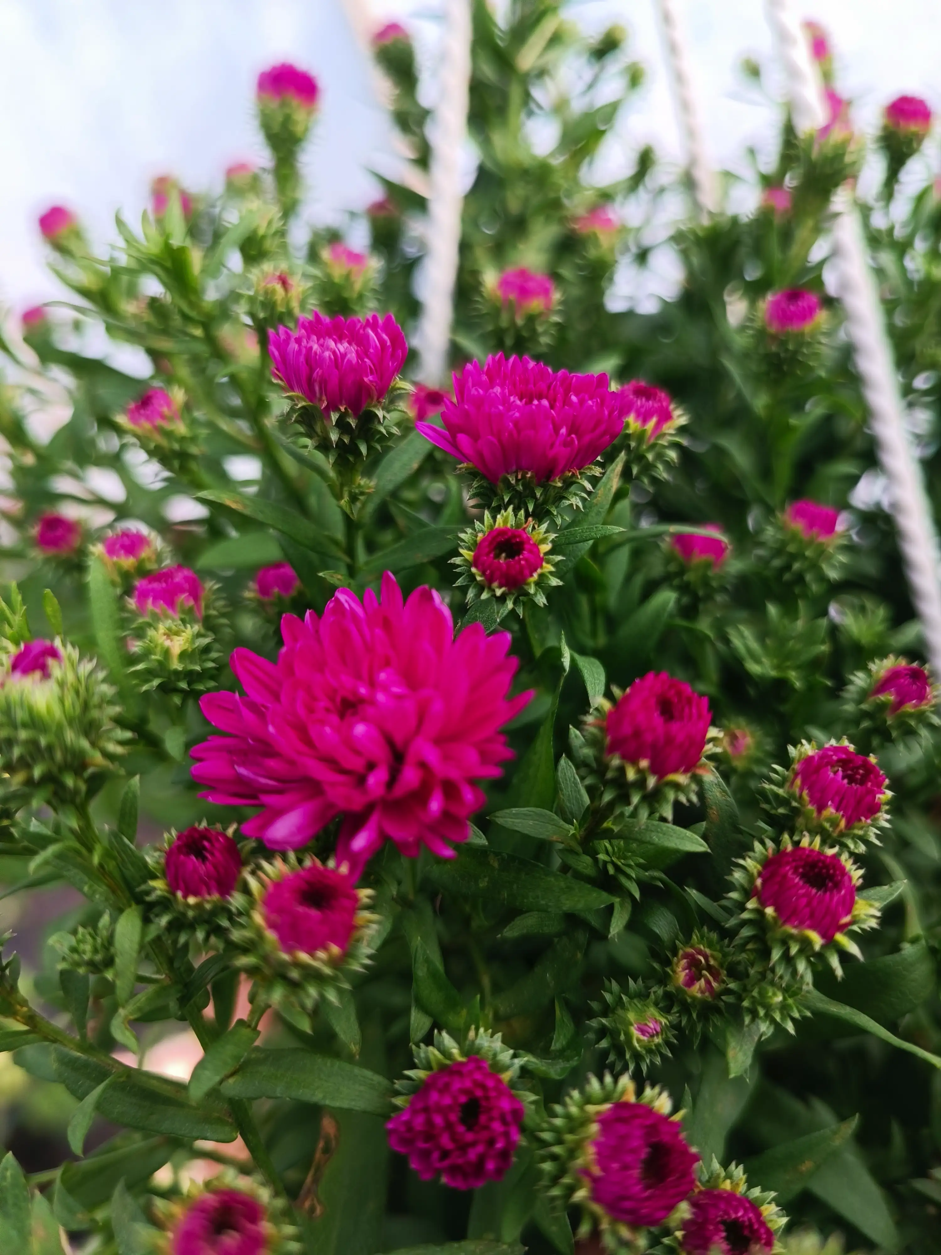 Айстра Showmakers Magenta (касетна розсада)