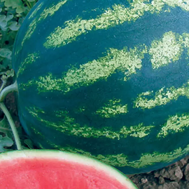 Кавун Бонта  F1 1000 нас