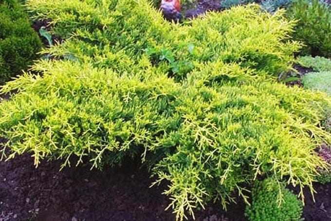 🌿 Ялівець 'Mordigan Gold' (Juniperus × pfitzeriana 'Mordigan Gold') в касеті