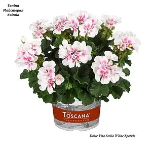 Пеларгонія зональна Dolce Vita Stella White Sparkle