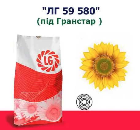 Насіння соняшнику ЛГ 59580 Limagrain, насіння високоврожайного соняшнику Лімагрейн
