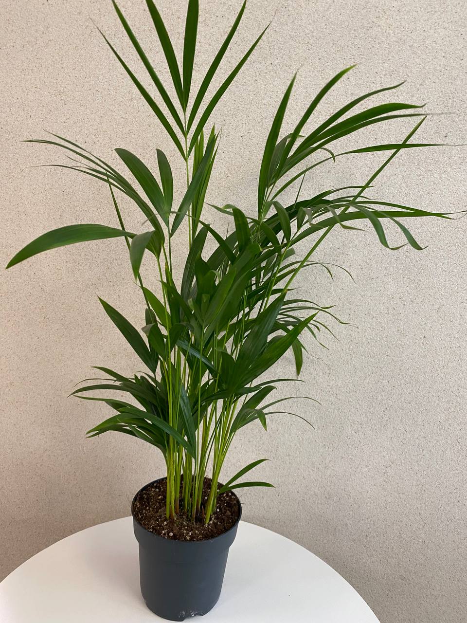 Areca Dypsis
