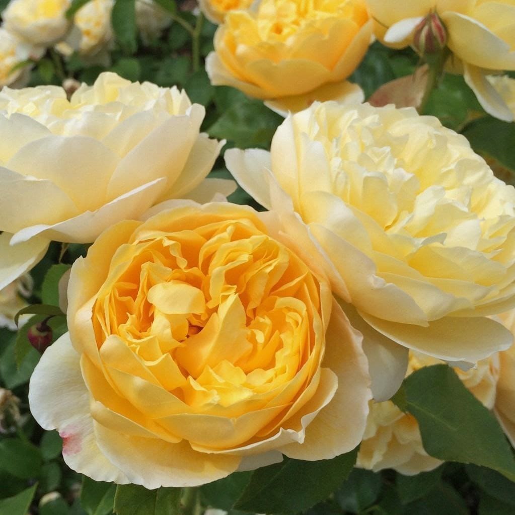 Шарлотта (Charlotte)