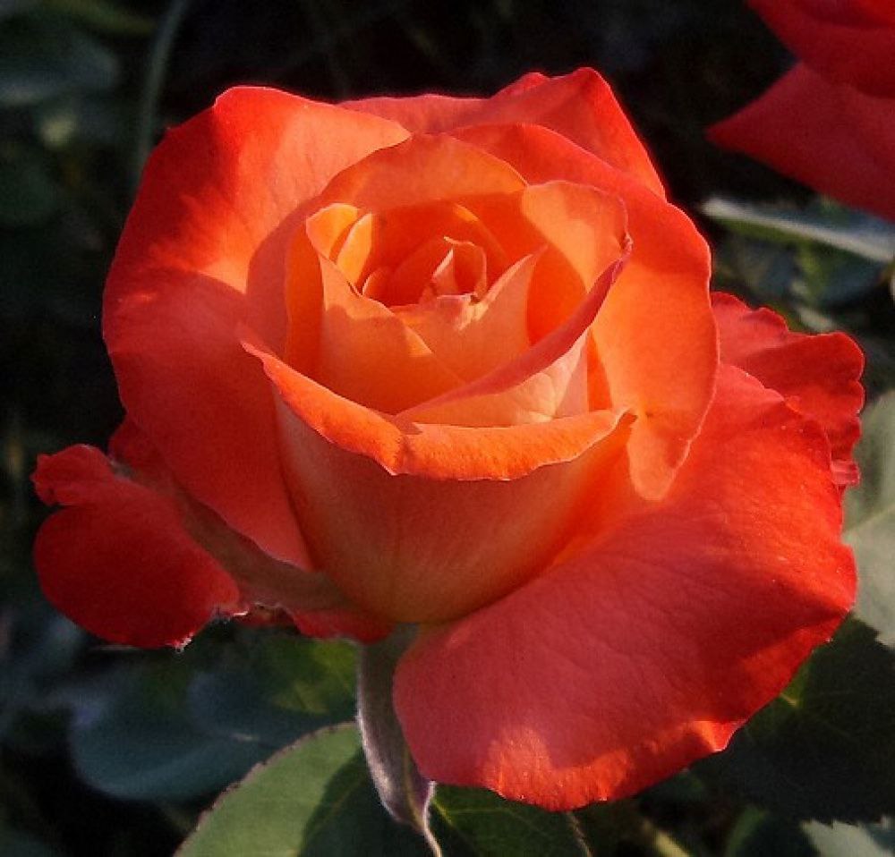 Наранга (Naranga)