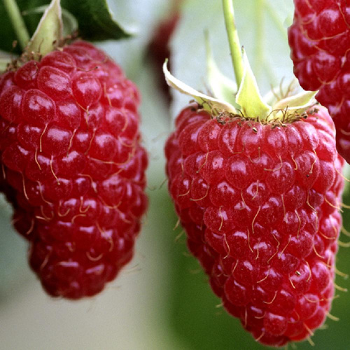 Малина Джорджия