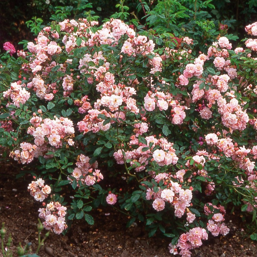 Корнелія - Cornelia