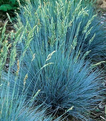 🌿 Festuca glauca "Elijah Blue"