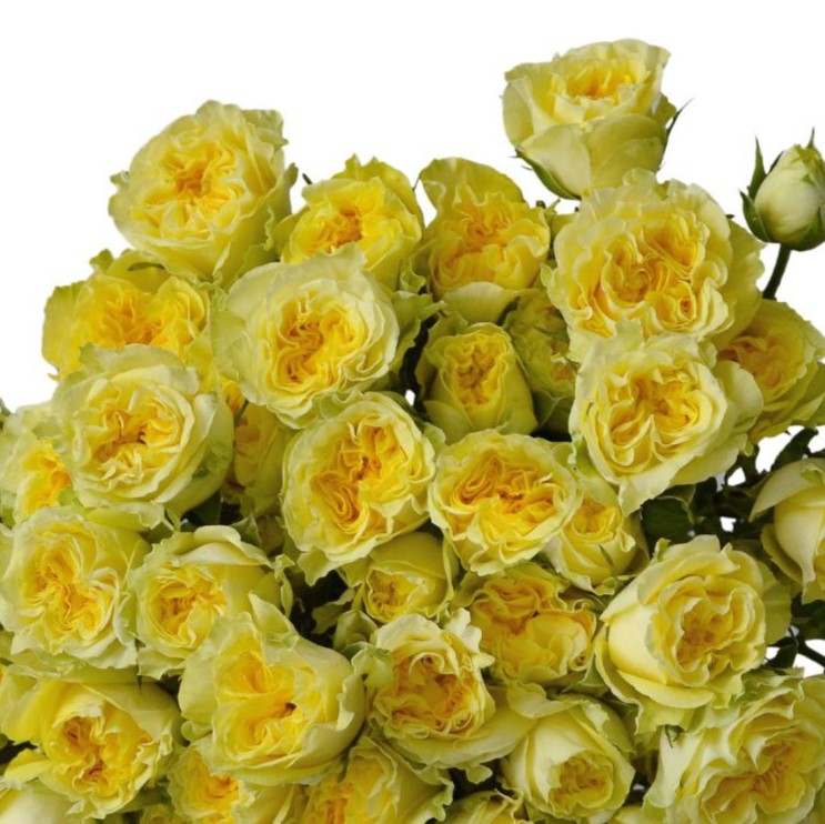 Фібоначчі Джоконда (Fibonacci Gioconda)