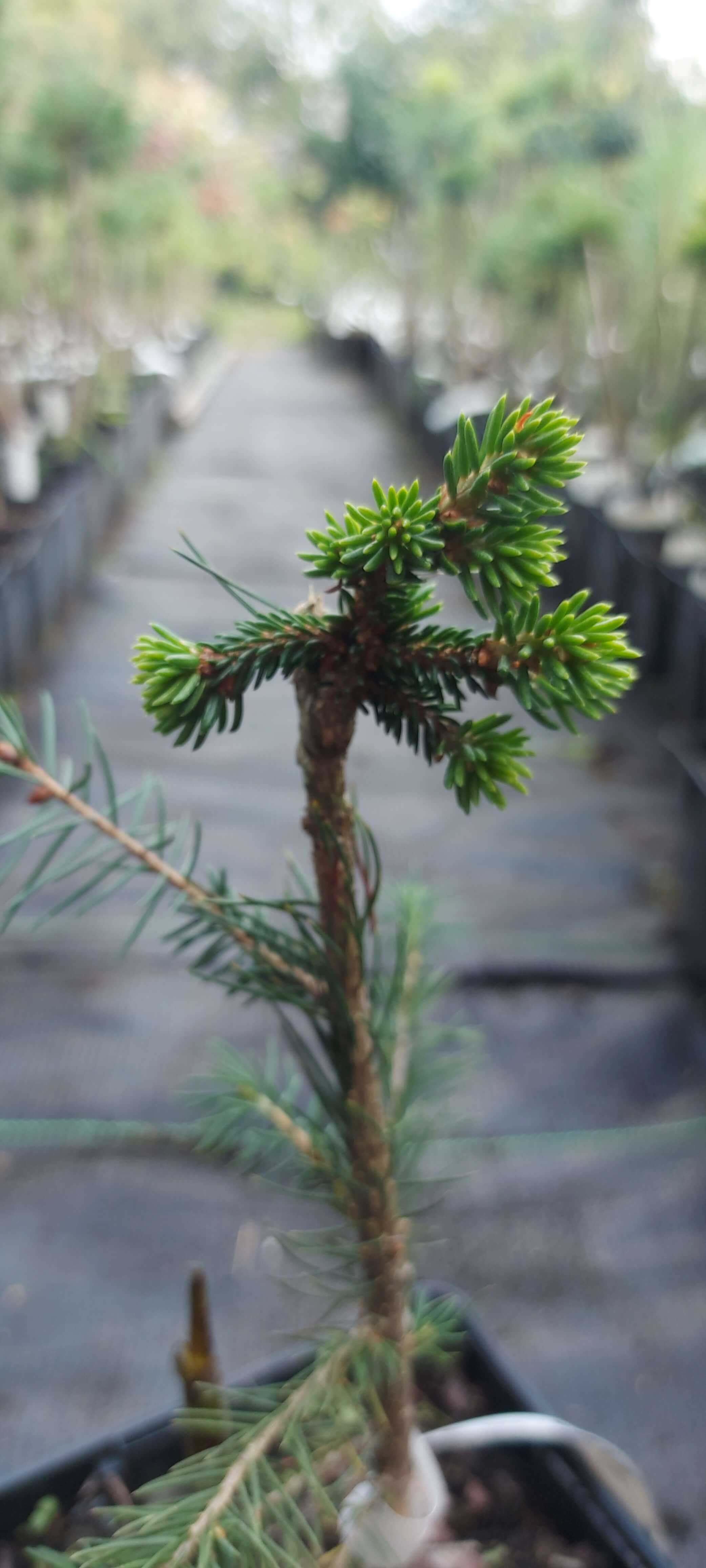 Ялина східна 'Літл Стар' (Picea orientalis 'Littel Star')