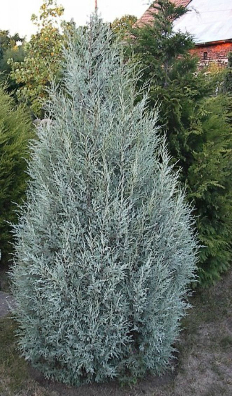 Ялівець скельний Moonglow